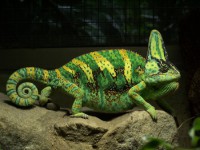 /album/plazy-webnode-cz/chameleon-jemensky-jpg/